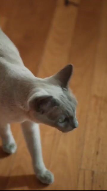 What the Palatability — 39s social edit (9:16)